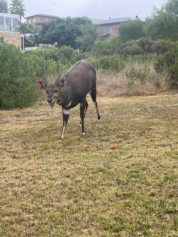 5 Bedroom Property for Sale in Stilbaai Wes Western Cape